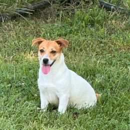 Sadie - Jack Russell Terrier