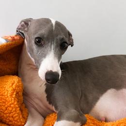 Mili - Italian Greyhound
