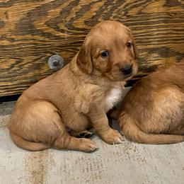 Daisy - Dark golden female Golden Retriever puppy in Wellington, Colorado from High Country Golden Retrievers