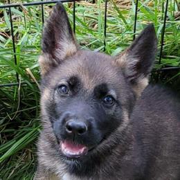 Pink Collar - Beatrix - Sable and white female Gerberian Shepsky puppy in Augusta, West Virginia from Cricket Hollow Canines