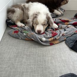 Enchanted Mushroom - Red merle female Australian Shepherd puppy in Byron Center, Michigan from Sunshine Shepherds