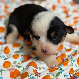 Harvest - Black and tan male American Corgi puppy in Graham, Texas from Wild West Corgis
