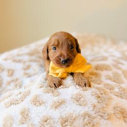 Cider - Red  female Goldendoodle puppy in Elizabethtown, Kentucky from Reddy Poodles & Doodles