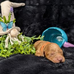 Odin - Red  male Poodle puppy in Mongomery, Texas from Celestial Jewels Poodles