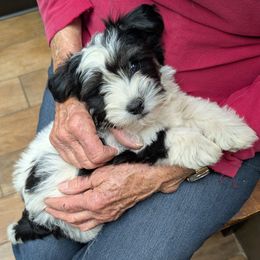 Wildman - Black and white male Coton de Tulear puppy in Mead, Oklahoma from Bar W Cotons
