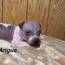 Angus - White and red male American Hairless Terrier puppy in Buckingham, Illinois from Gaus Hof