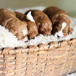 Cavapoo puppies from Adore Puppies