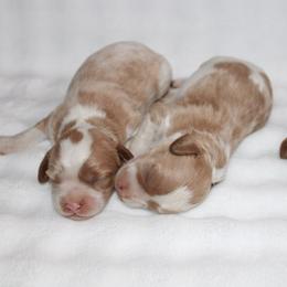 Boy 1 - male Cavapoochon puppy in Fredericksburg, Ohio from Timshell Farm Specialty Crossbreed Puppies