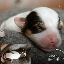 Elizabeth - Black and tan female Pembroke Welsh Corgi puppy in South Otselic, New York from Ridge Top Corgis