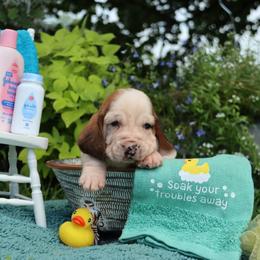 Scuba - Mahogany and white male Basset Hound puppy in Pollock, Missouri from Northstar