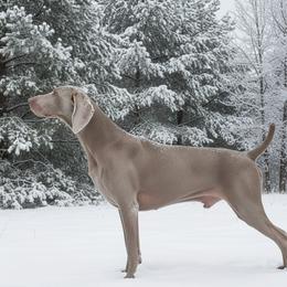 Thor - Weimaraner