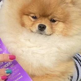 Pomeranian Puppies from Pardi Poms