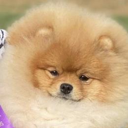 Pomeranian Puppies from Pardi Poms