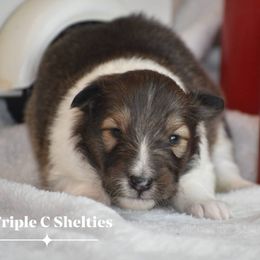 Java - Sable and white female Shetland Sheepdog puppy in Gladbrook, Iowa from T Triple C Shelties