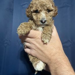 Pinkie - Goldendoodle puppy from Danielle's Doodles