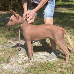 Skye - Liver female Xoloitzcuintli puppy in Webster, Florida from Xcel's Xoloitzcuintli and Chinese Cresteds