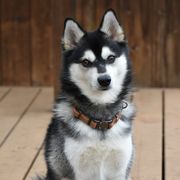 Alaskan Klee Kai from Nornir Kennels