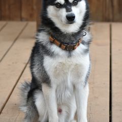 Alaskan Klee Kai from Nornir Kennels