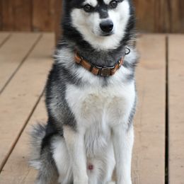 Alaskan Klee Kai from Nornir Kennels