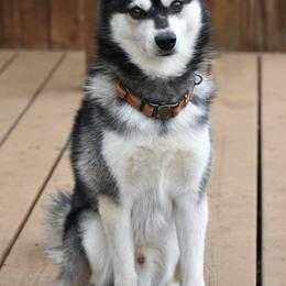Alaskan Klee Kai from Nornir Kennels
