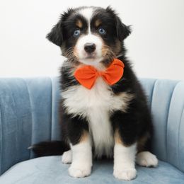 Trixie - Black tri female Miniature American Shepherd puppy in Elmwood Park, Illinois from HuskiesAndGoldensWithFinesse
