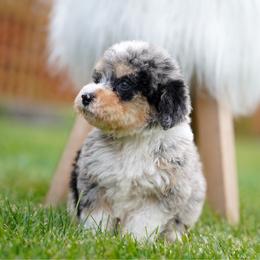 Molly - Merle female Bernedoodle puppy in Spokane, Washington from Lilac City Doodles