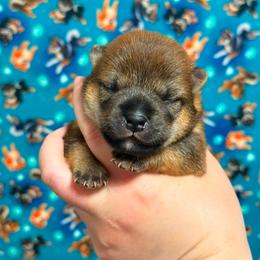 Shadow - Red female Shiba Inu puppy in Marshall, Minnesota from Tobitatsu Shiba Inu