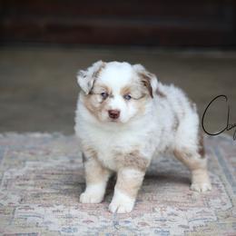 Spider - Red merle male Miniature Australian Shepherd puppy in Prague, Oklahoma from Clay Creek Aussies