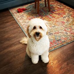 Dolly - Australian Labradoodle