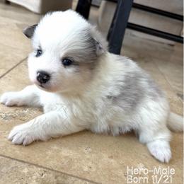 Hero - Merle male Pomsky puppy in Long Grove, Illinois from Windy City Pomsky