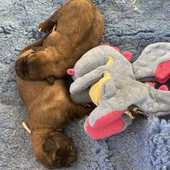 Leonberger Puppies from Sinnsro Leonbergers