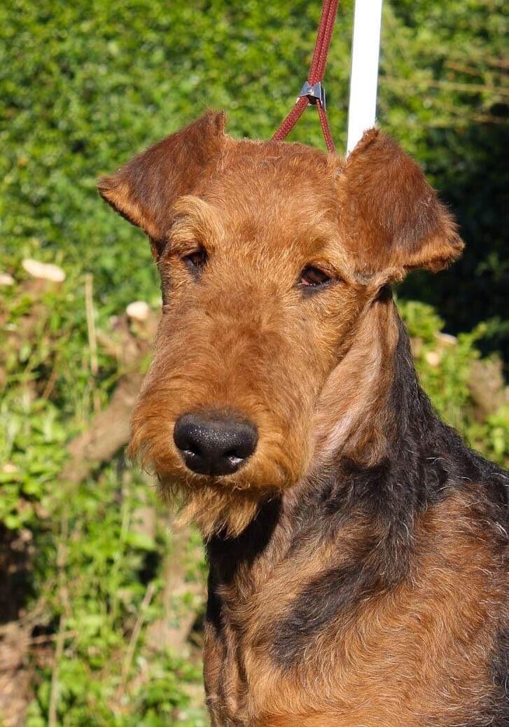 Bohdan