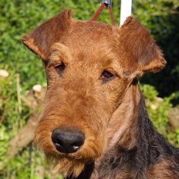 Bohdan - Airedale Terrier