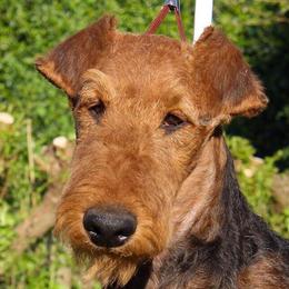 Bohdan - Airedale Terrier