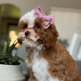 Pebbles - Red female Cavapoo puppy in Sun City, Arizona from AZ Cavapoos