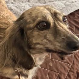 Pennylane - Dachshund