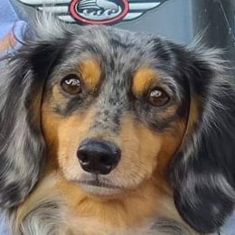 Layla - Dachshund