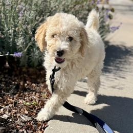 Boo - Yellow and white female Bernedoodle puppy in Springville, Utah from Oodles of Bernedoodles