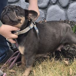 Tindy - French Bulldog
