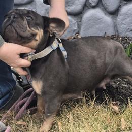 Tindy - French Bulldog