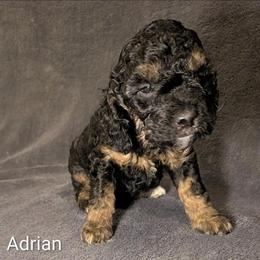 Adrian - Black and tan male Cockapoo puppy in Sunset, Louisiana from Cano Cockapoos