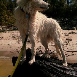 Great Pyrenees All Grown Up from The Yosemite Pyrenees Ranch