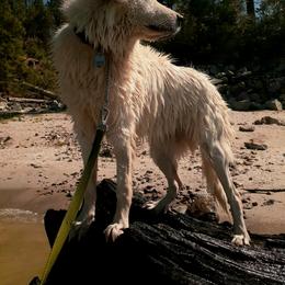 Great Pyrenees All Grown Up from The Yosemite Pyrenees Ranch