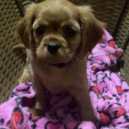 Ruby - Ruby female Cavalier King Charles Spaniel puppy in Gainesville, Georgia from Cavaliers of Chestatee