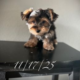 Bella - Black and tan female Yorkshire Terrier puppy in Ocala, Florida from Top Notch Pupz