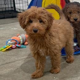 Boy 2 - Red  male Goldendoodle puppy in Jasper, Indiana from Hilltop Pups By Abby, LLC