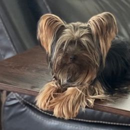 Double Doodles, Miniature Schnauzers, and Yorkipoos from Neshaminy Creek Canines