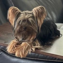 Double Doodles, Miniature Schnauzers, and Yorkipoos from Neshaminy Creek Canines