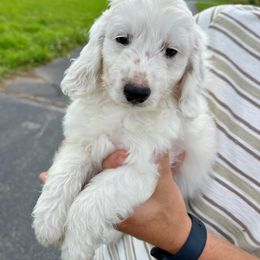 Boy- Genie - Parti male Goldendoodle puppy in Ozark, Missouri from Halo Doodles
