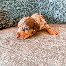 Dachshund Puppies from Cotton Hill Dachshunds